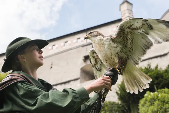 Falconiere con falco dalle ali spiegate davanti a un edificio storico in pietra