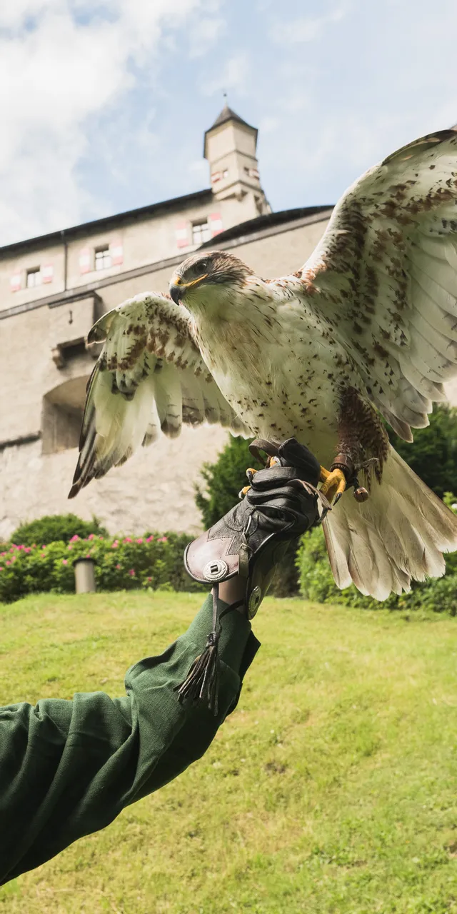 Falknerin mit Vogel Burg Hohenwerfen
