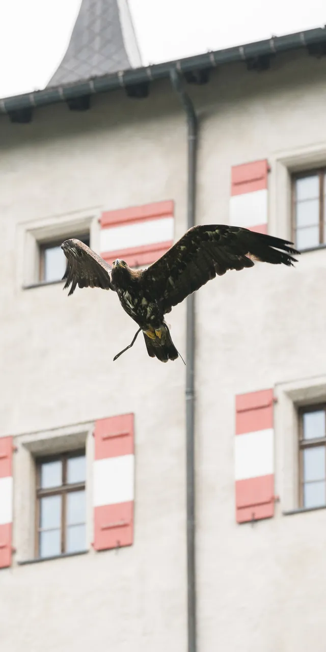 Aquila in volo vicino a edificio storico con persiane rosse e bianche