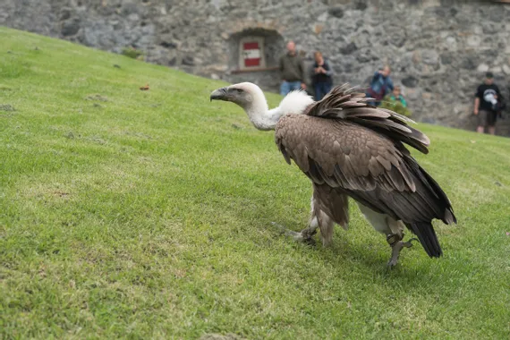 Falknerei Vogel Burg Hohenwerfen