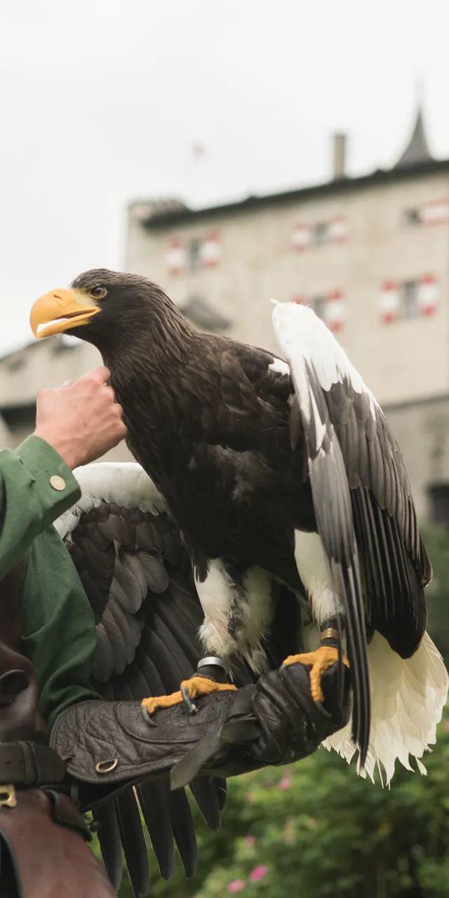 Falconiere in costume medievale con aquila di mare davanti a un castello europeo