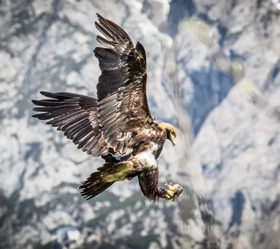 Steinadler im Flug mit Beute in den Klauen vor alpiner Bergkulisse