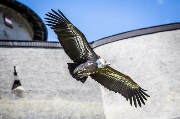 Grifone in volo con le ali spiegate vicino a un muro di castello in pietra