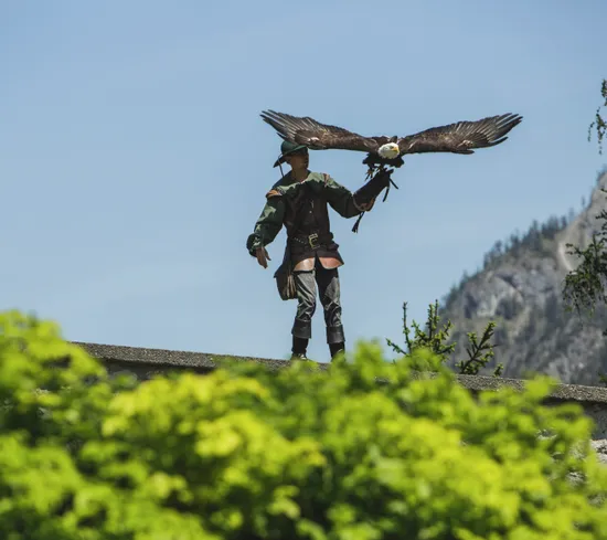 Falconer with eagle landing on gloved arm during bird of prey show in mountain setting