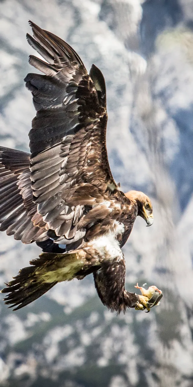 Golden eagle in flight with prey in talons against alpine mountain background