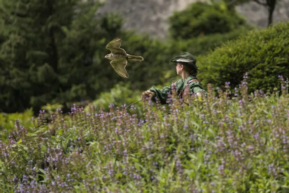 Falconiere in abiti verdi rilascia un falco sopra un campo di fiori selvatici
