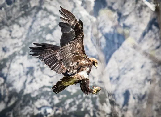 Steinadler im Flug mit Beute in den Klauen vor alpiner Bergkulisse