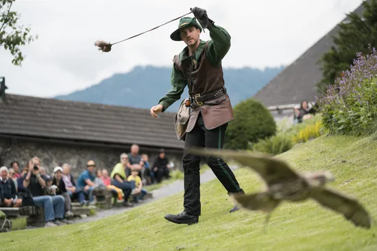 Falconiere in costume medievale allena un rapace durante uno spettacolo di volo all'aperto