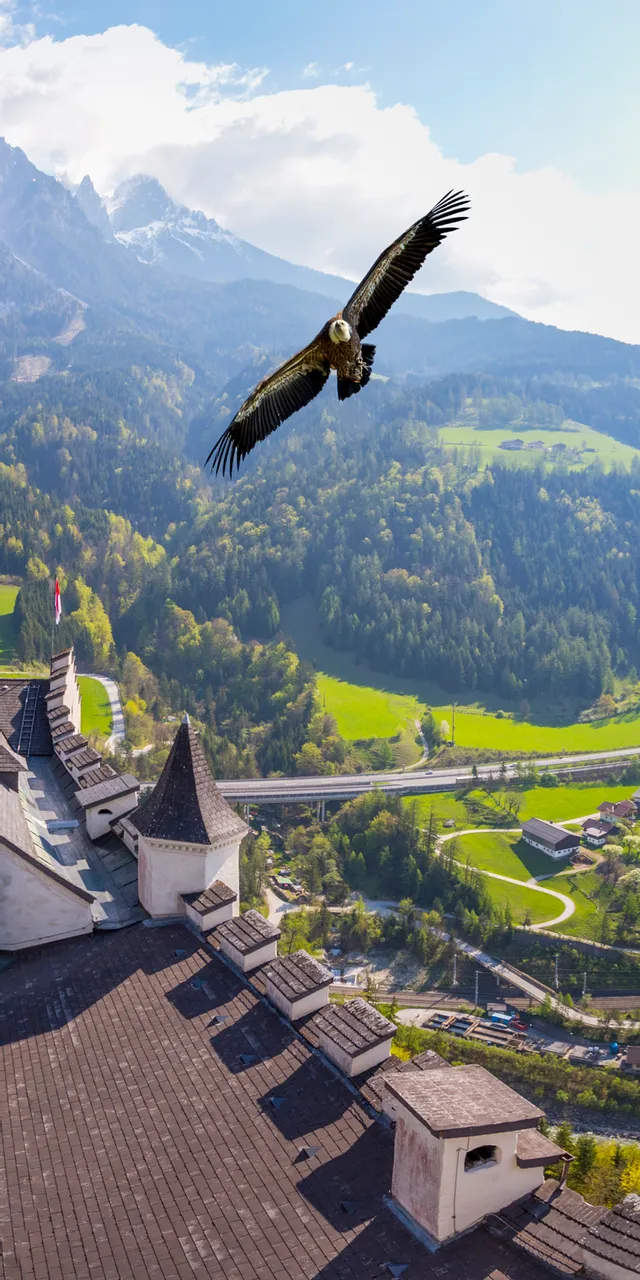 Cortile del castello di Hohenwerfen con aquila in volo e Alpi illuminate dal sole primaverile