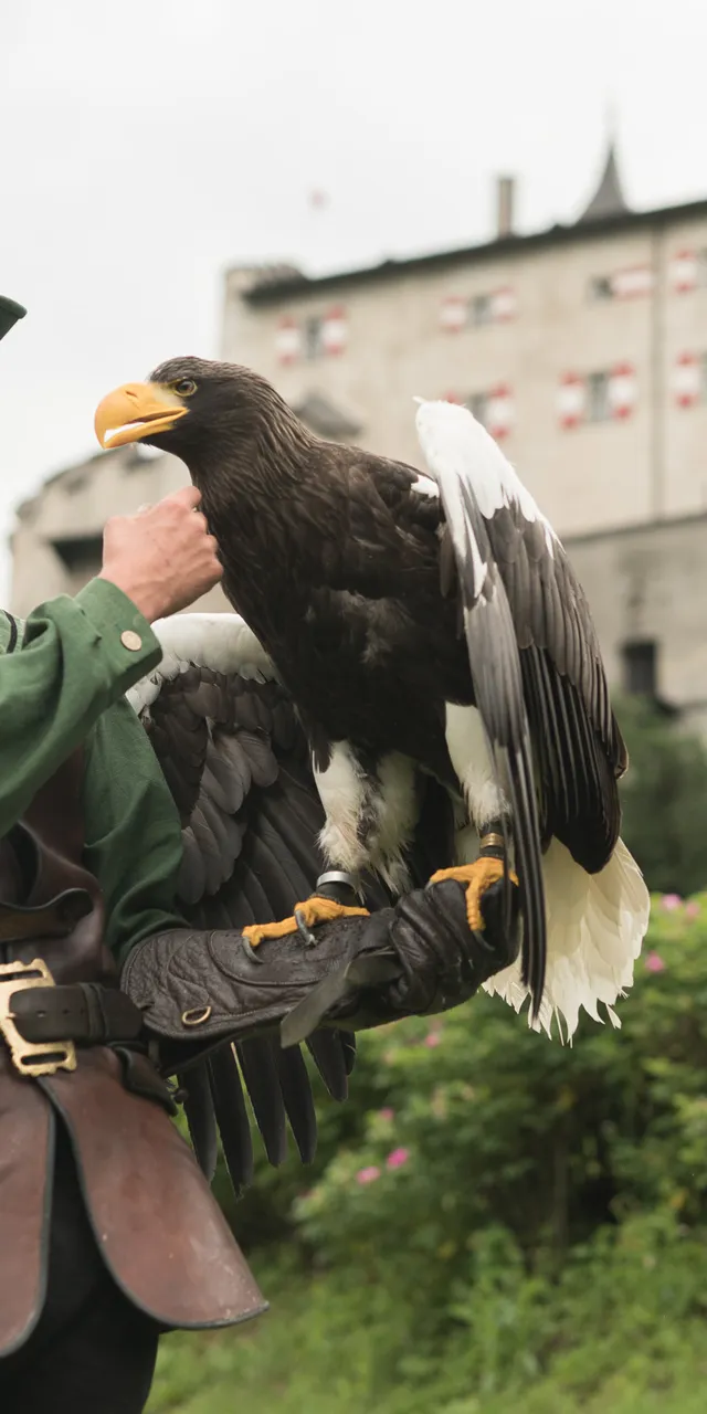 Falconer in medieval costume holding a sea eagle in front of a European castle