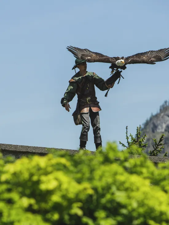 Falkner mit Adler, der auf dem Handschuh landet, bei Greifvogelshow in Bergkulisse