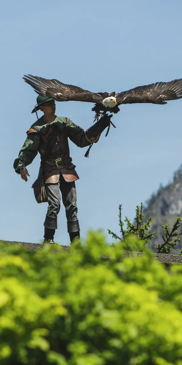 Falconiere con aquila che atterra sul guanto durante spettacolo di rapaci in montagna