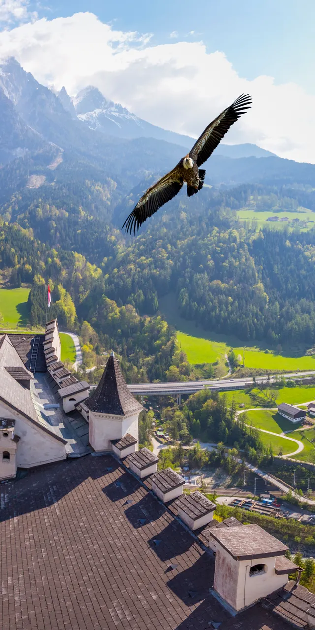 Hohenwerfen Burginnenhof mit fliegendem Adler und Alpen im Frühlingslicht