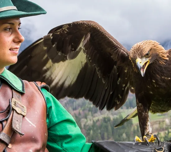 Falconer in traditional clothes handling a golden eagle in the mountains