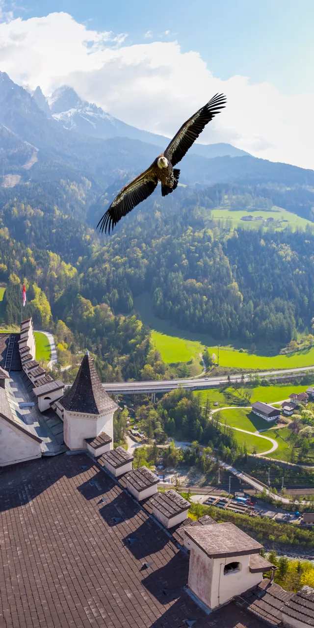 Hohenwerfen Castle courtyard with soaring eagle and Alps in spring sunlight