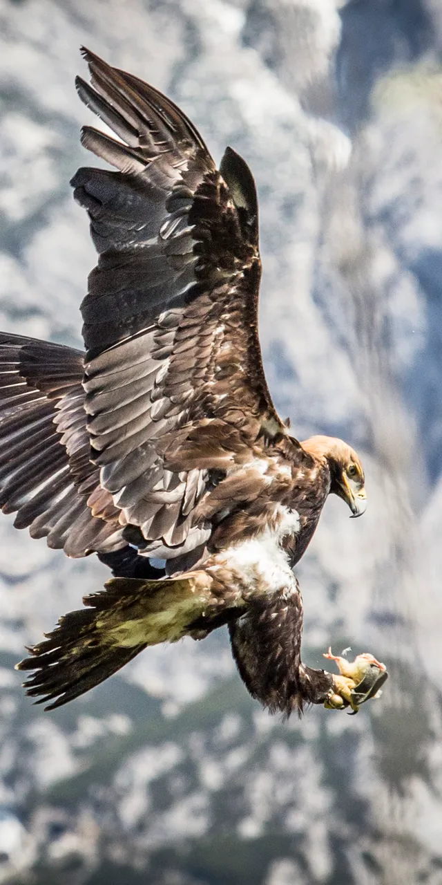 Steinadler im Flug mit Beute in den Klauen vor alpiner Bergkulisse