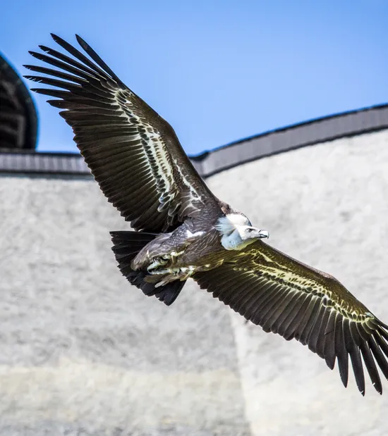 Grifone in volo con le ali spiegate vicino a un muro di castello in pietra