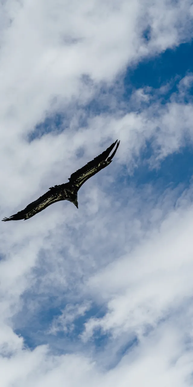 Large bird soaring across a cloudy blue sky with wings fully extended