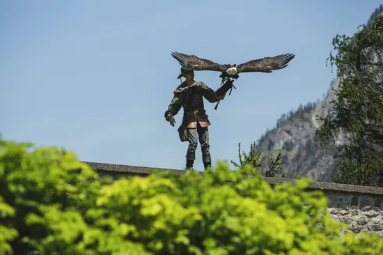 Falkner mit Adler, der auf dem Handschuh landet, bei Greifvogelshow in Bergkulisse