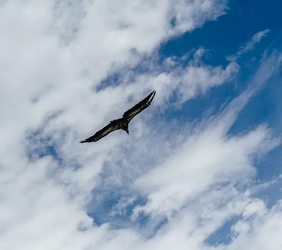 Großer Vogel gleitet mit ausgebreiteten Flügeln durch den bewölkten blauen Himmel