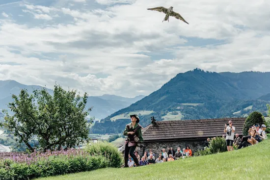 Burg Hohenwerfen Wiese Falknerei mit Falkner und Vogel